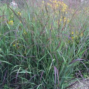 Panicum virgatum Shenandoah
