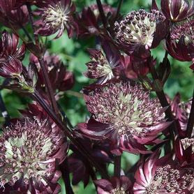 Astrantia major Star of Fire