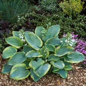Hosta Frances Williams
