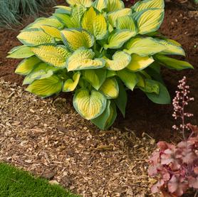 Hosta Paul's Glory