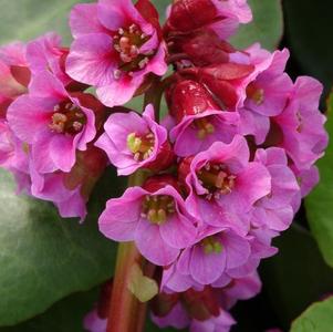 Bergenia cordifolia Winter Glow