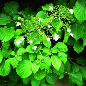 Hydrangea anomala subsp. petiolaris 