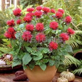 Monarda didyma Fireball
