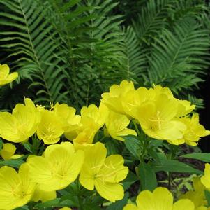 Oenothera missouriensis (macrocarpa) 