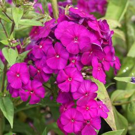 Phlox Tall Garden paniculata Nicky