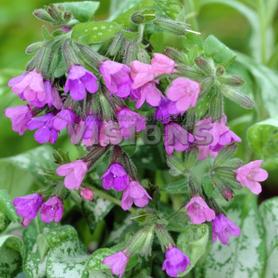 Pulmonaria Majeste
