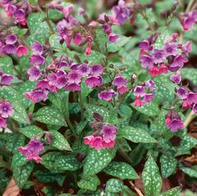 Pulmonaria Mrs. Moon