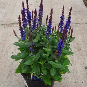 Salvia nemorosa Sensation® Deep Blue Improved