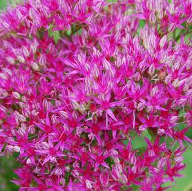 Sedum Tall Upright Clumping Neon