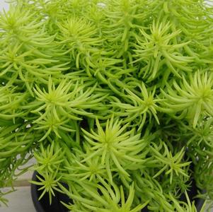 Sedum Low Growing/Ground Cover rupestre Angelina