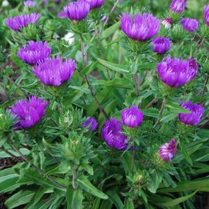Stokesia laevis Honeysong Purple