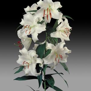 Lilium - Oriental Lily Casa Blanca