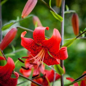 Lilium - Tiger Lily Red