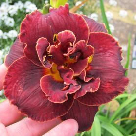 Hemerocallis Night Embers
