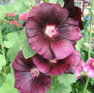 Alcea rosea Spotlight™ Blacknight
