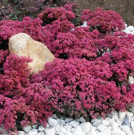 Sedum SunSparkler® Series Dazzleberry