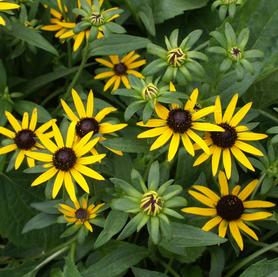 Rudbeckia fulgida var. sullivantii Little Goldstar