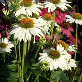 Echinacea purpurea POW WOW™ White