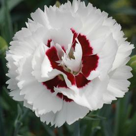 Dianthus Scent First® Coconut Surprise