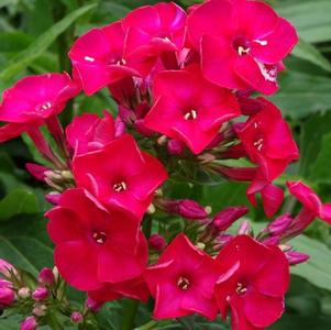 Phlox Dwarf Garden paniculata Flame® Red