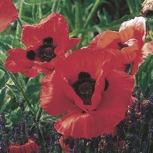 Papaver orientalis Beauty of Livermere
