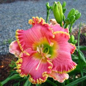 Hemerocallis Diva's Choice