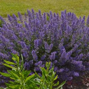 Nepeta faassenii Junior Walker™