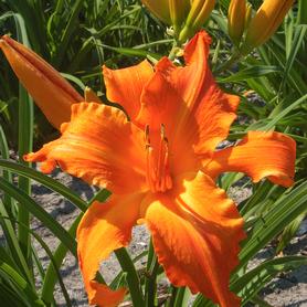 Hemerocallis Primal Scream