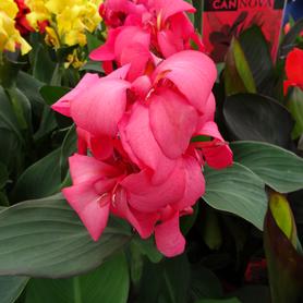 Canna Cannova® Rose