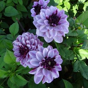 Dahlia Tall Dinner Plate Crème de Cassis