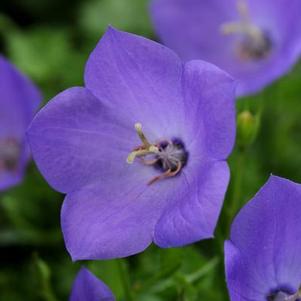 Campanula carpatica Rapido Blue