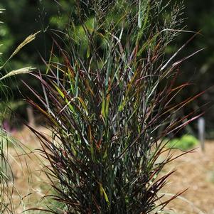 Grass Panicum virgatum Hot Rod