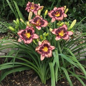 Hemerocallis Simmons Overture