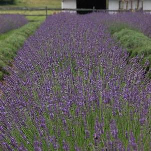 Lavandula x intermedia Phenomenal