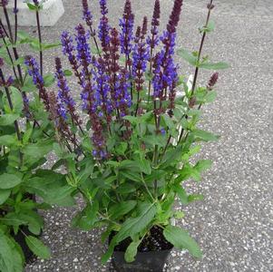 Salvia nemorosa Caramia