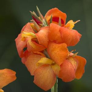 Canna Cannova® Orange Shades