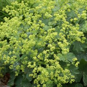 Alchemilla mollis 