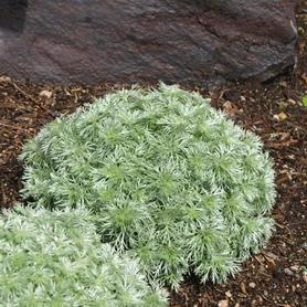 Artemisia schmidtiana Silver Mound