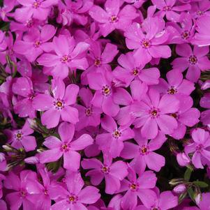 Phlox subulata Emerald Pink
