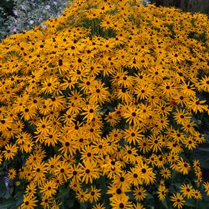 Rudbeckia fulgida Goldsturm
