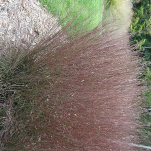 Grass Schizachyrium scoparium 'Blue Heaven™'