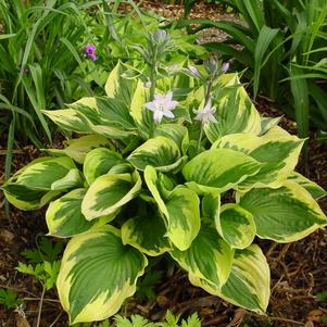Hosta 'Twilight'