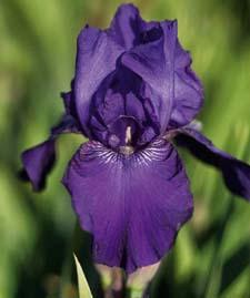 Iris Intermediate Bearded germanica Halston