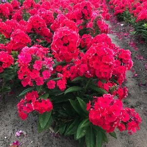 Phlox paniculata 'Younique Orange'