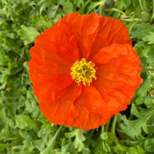 Papaver nudicaule 'Champagne Bubbles Orange'