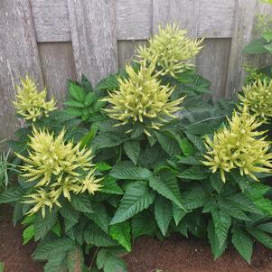 Aruncus 'Sparkles'