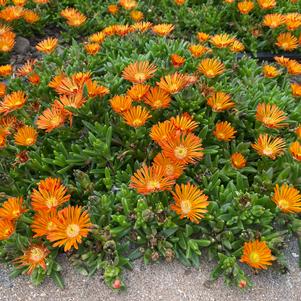 Delosperma 'Ocean Sunset™ Orange Vibe'
