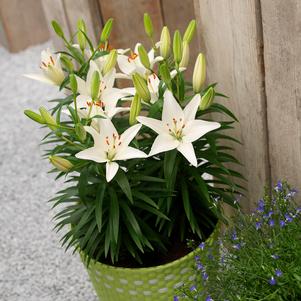 Lilium - Asiatic Pot Lily 'Sparkling White'