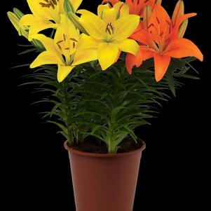 Lilium - Asiatic Pot Lily Looks™ 'Bloom Fusion Oriole'