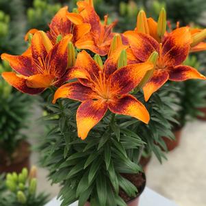 Lilium - Asiatic Pot Lily Looks™ 'Tiny Cosmic'